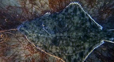 Dip çamuru temizliği İzmit Körfezi'ne yunusları geri getirdi