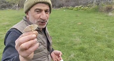 Diyarbakır kırsalında çıkan mantarlar toplanmaya başlandı