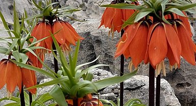 Diyarbakır'da açan ters laleler görenleri hayran bırakıyor