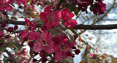 Diyarbakır'da ağaçlar 'kırmızıya' büründü