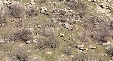 Diyarbakır'da popülasyonları her geçen gün artıyor, kaçak avlayanlara 940 bin lira ceza kesiliyor