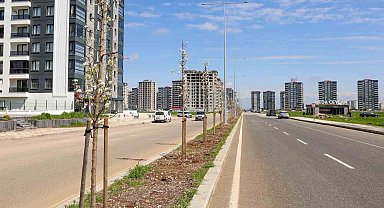 Diyarbakır'da yeşil dönüşüm: 5 bin ağaç dikildi