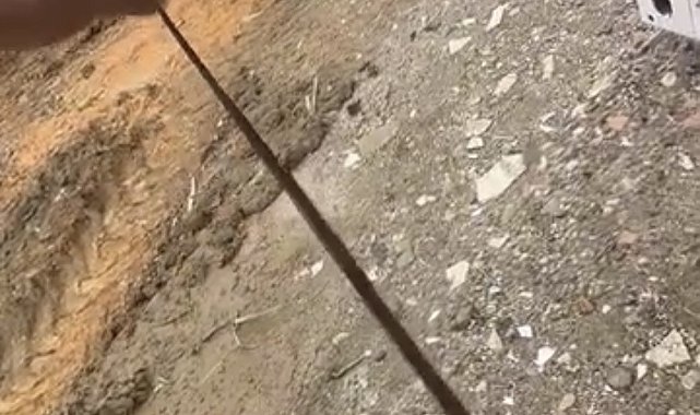 Diyarbakır'da yılanlar kış uykusundan uyandı