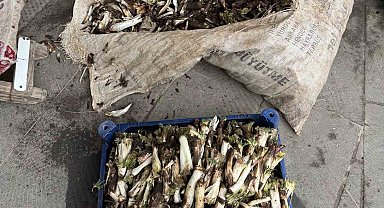 Doğada kendiliğinden yetişiyor, kilosu 250 liradan alıcı buluyor