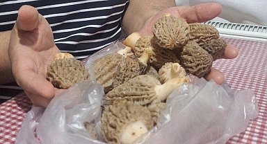 Doğanın 'Et lezzeti' Kuzugöbeği sofralarda