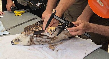 Doğanın uçan yırtıcısına elektronik takip