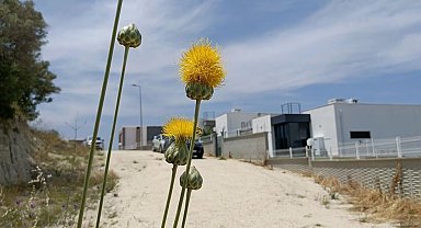 Doğaseverlerden Tülüşah için "acil koruma" çağrısı