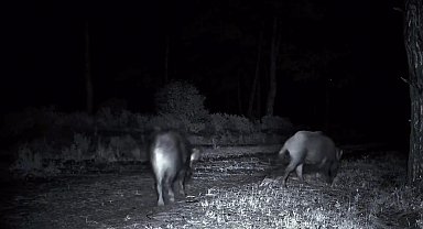 Domuz sürüsü fotokapana yakalandı