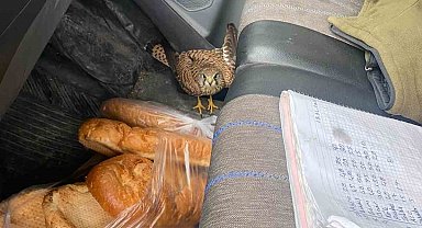 Dörtyol'da yaralı atmaca araca sığındı