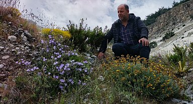 Dünyada sadece Aydın'da yetişen 'Küçük Çan' yok olma tehlikesiyle karşı karşıya