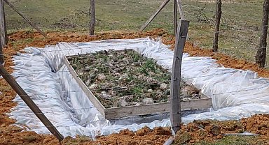 Düzce'de Çam Kese böceğiyle mücadele başladı