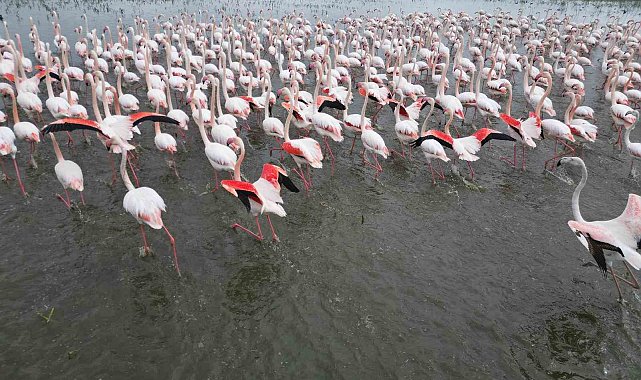 Eber Gölü'nde görsel şölen: Flamingolar renkli görüntüler oluşturdu