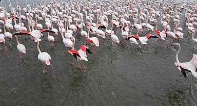 Eber Gölü'nde görsel şölen: Flamingolar renkli görüntüler oluşturdu