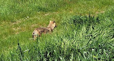 Edirne'de aç kalan çakal köye indi
