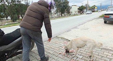 Edremitli genç 5 yıldır sokak köpeklerini besliyor