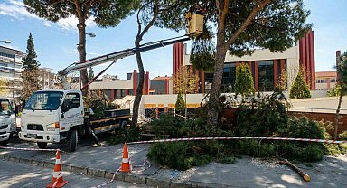 Efeler'de yüksek çam ağaçları bakıma alındı