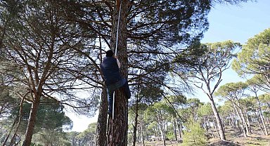 Ekmek parası için komando gibi ağaçlara tırmanıyorlar