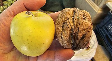 Elazığ'da elma büyüklüğünde cevizler ilgi çekiyor