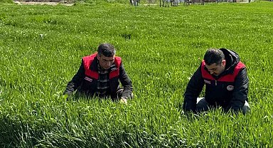 Elazığ'da hububat üreticilerine kök ve kök boğazı hastalık uyarısı