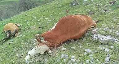 Elazığ'da yıldırımın çarptığı inekler telef oldu