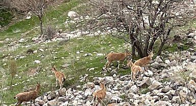 Elazığ'ın tarihi mahallesi Harput'ta dağ keçileri görüntülendi