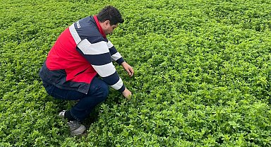 Emet'te yonca üretimine yönelik denetimler devam ediyor