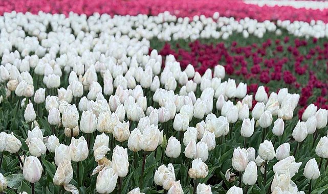 Emirgan Korusu'nda lale festivali başladı