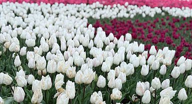 Emirgan Korusu'nda lale festivali başladı