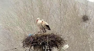 Erken göçen leyleklere kar sürprizi