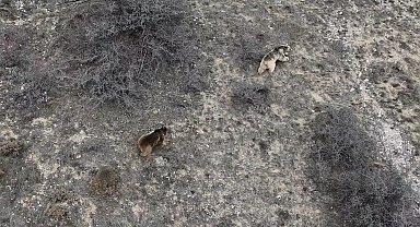 Erzincan'da kış uykusundan uyanan ayılar havadan görüntülendi