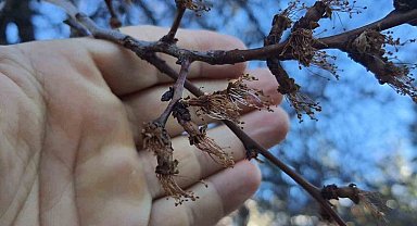 Erzincan'da soğuk şok: Kayısı çiçekleri karardı