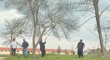 Eskişehir'de 'mangal için ağaç dalını kırmaya çalıştılar' iddiası