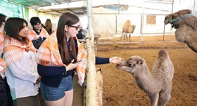 Estonyalı öğrenciler deve çiftliğini gezdi