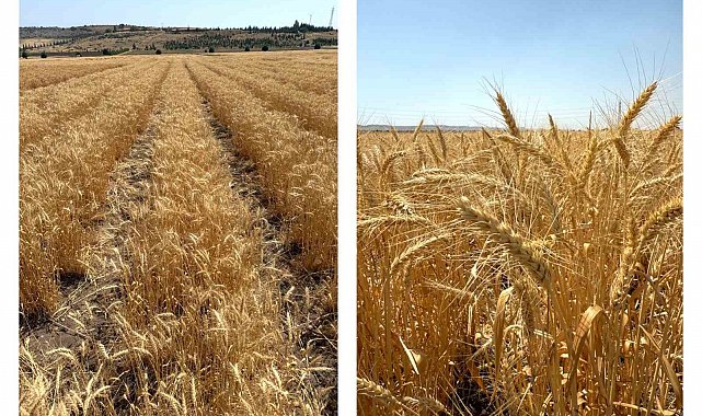 ETİ'den kurak iklim koşullarına dayanıklı yerli buğday çeşidi