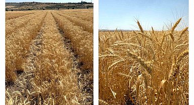 ETİ'den kurak iklim koşullarına dayanıklı yerli buğday çeşidi