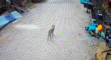 Feke'de yerleşim alanına inen kurt görüntülendi