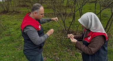Fındık üreticilerine "kozalak akarı" ve "külleme" uyarısı