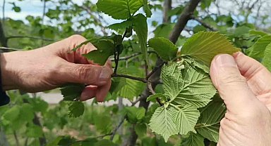 Fındıkta verim düşüklüğü maliyeti artırıyor
