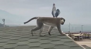 Firari maymun Denizli turuna çıktı