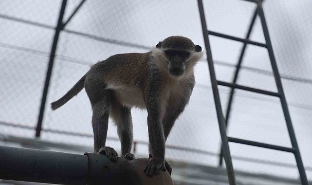 Firari maymun ikinci kez yakalanarak koruma altına alındı