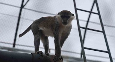 Firari maymun ikinci kez yakalanarak koruma altına alındı