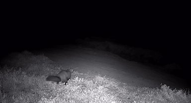 Ganos Dağları'nda fotokapana sansar takıldı