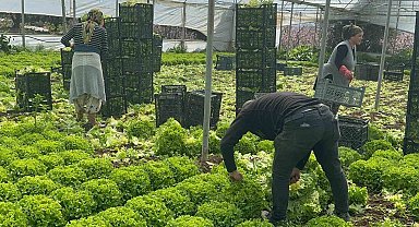 Geçen sene zararıyla ağlatan 'kıvırcık' bu yıl güldürdü