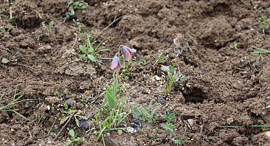 Gediz MYO kampüsünde sürpriz 'Ters Lale'