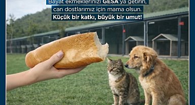 Germencik'te bayat ekmekler can dostlara mama oluyor