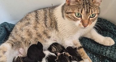 Germencik'te can dostlar yeni yuvalarını arıyor