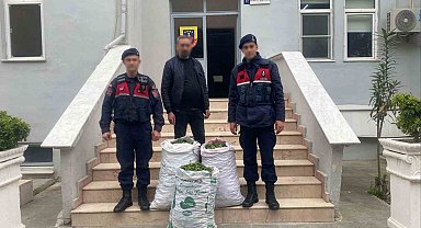 Germencik'te incir bahçesinde jandarmadan suçüstü