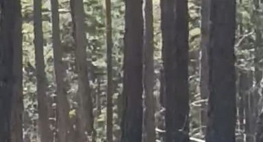 Geyik sürüsü amatör kameraya yansıdı