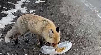 Gezen tilki nasibini buldu