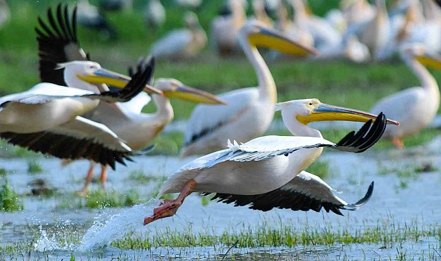 Göç yolundaki pelikan sürüsünün Bursa molası